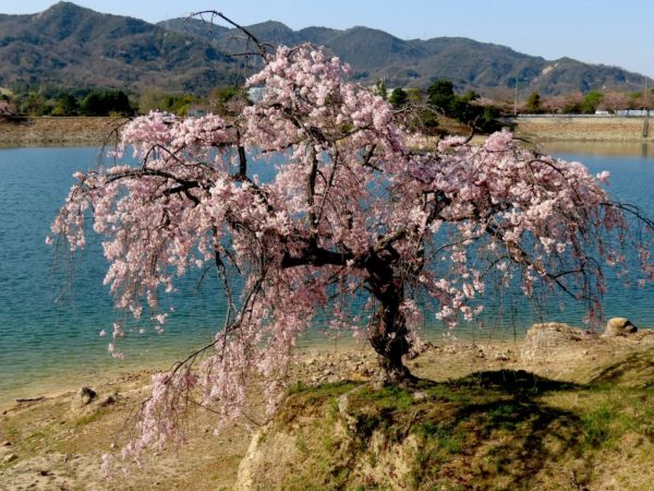 北山貯水池の八重桜