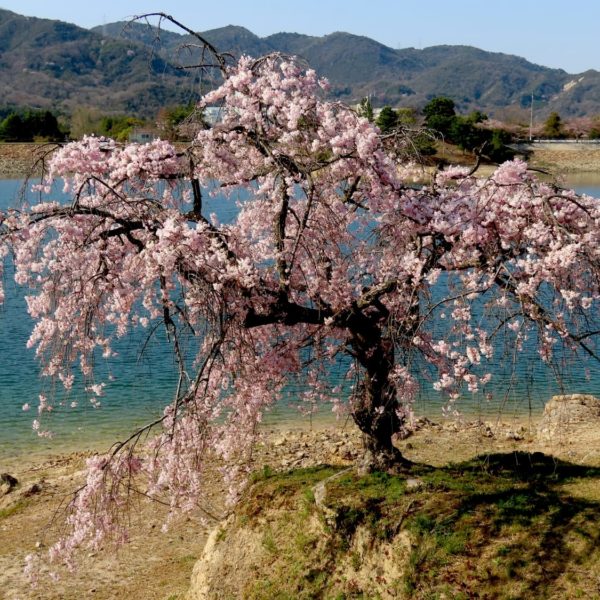 北山貯水池の八重桜